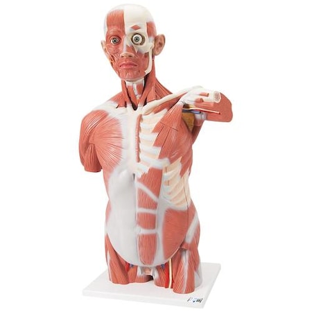 Life-Size Muscle Torso, - W/ 3B Smart Anatomy